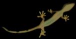Gecko Screensaver (510 kb)