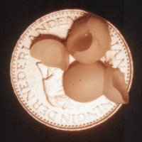 Eggs from P. laticauda on a coin (dutch guilder)